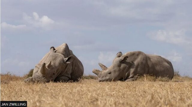 «ناجین» و «فاتو» آخرین کرگدن های سفید شمالی جهان هستند/ عکس: بیبیسی اولین عمل موفق لقاح مصنوعی کرگدن برای حفظ گونه در حال انقراض