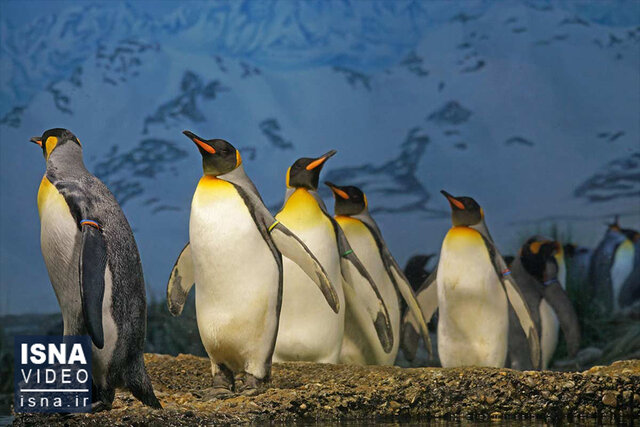 ویدیو/ کشف ۴ قلمروی جدید از پنگوئن‌های «امپراتور»