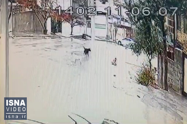 ویدیو/ حمله سگ‌های ولگرد به کودک ۹ ساله یاسوجی