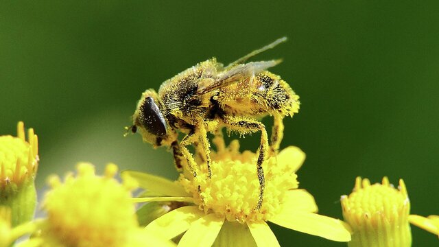 روزی برای حمایت از سرمایههای زمین