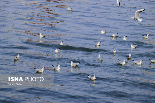 تالاب بینالمللی انزلی؛ اکوسیستم کم نظیر و زیستگاه مهم پرندگان در خاورمیانه