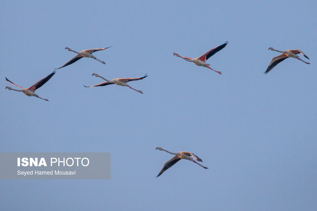 پرواز فلامینگوها در غرب خوزستان کیفیت هوای خوزستان؛ دو شهر سبز، یک شهر نارنجی