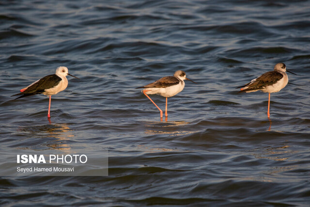 تالاب هورالعظیم حکم جزای نقدی و مصادره اسلحه برای ۳ شکارچی متخلف هورالعظیم