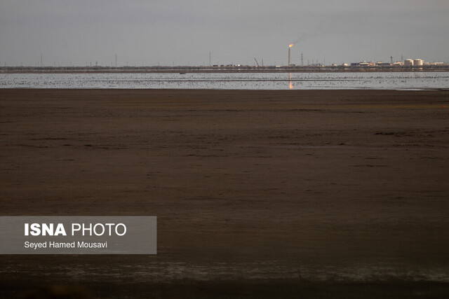 فعالیت نفتی در تالاب هورالعظیم وزارت نفت در گسترش فضای سبز در میدانهای نفتی خوزستان بیشتر کار کند