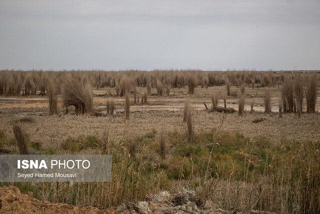 عکس آرشیوی است. طرح مدیریت تالاب هورالعظیم به دولت ارائه شد