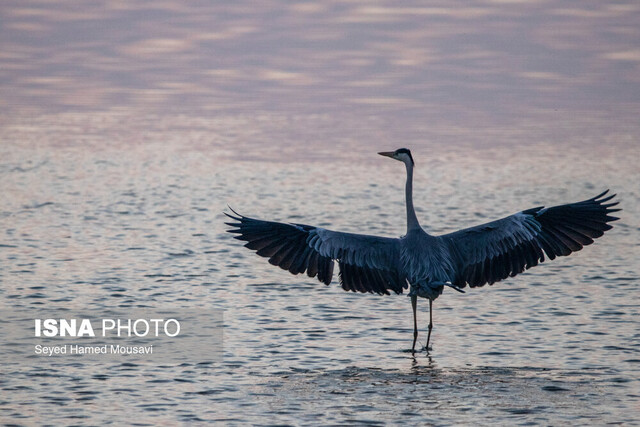 خوزستان، ماوای بیش از ۳۰۰ گونه پرنده/ ۱۳ گونه، در خطر انقراض