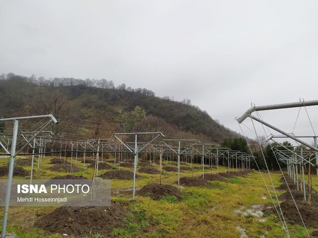 انتشار//افتتاح نخستین ایستگاه تحقیقات کیوی کشور در آستارا