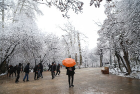 پرسه در برف تهران