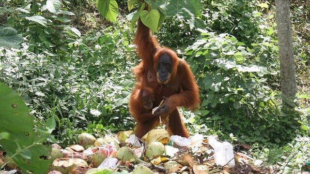 عکس تزئینی است انقراض بزرگترین پستاندار جهان با تغییرات آب و هوایی مرتبط است