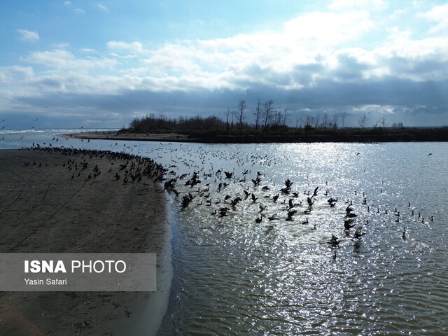 دیوارهسازی، حیات دوباره به تالاب بوجاق بخشید/ ۲۰ هزار پرنده مهاجر، میهمان پارک ملی