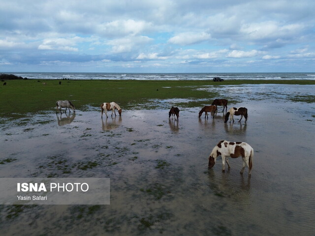 سفیدرود از دام های غیرمجاز پاکسازی میشود
