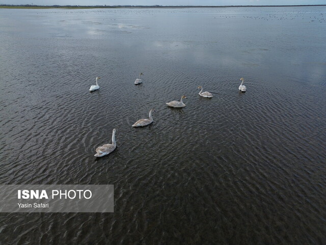 سفیدرود از دام های غیرمجاز پاکسازی میشود