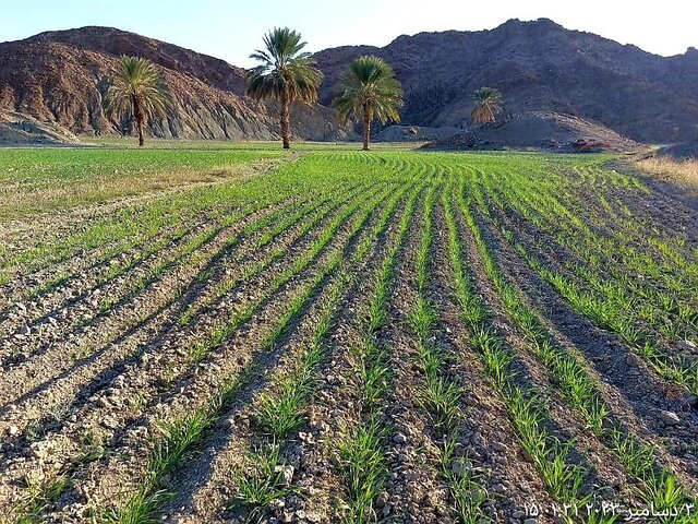 افزایش بهرهوری از اهداف کشاورزی قراردادی است افزایش بهرهوری از اهداف کشاورزی قراردادی است