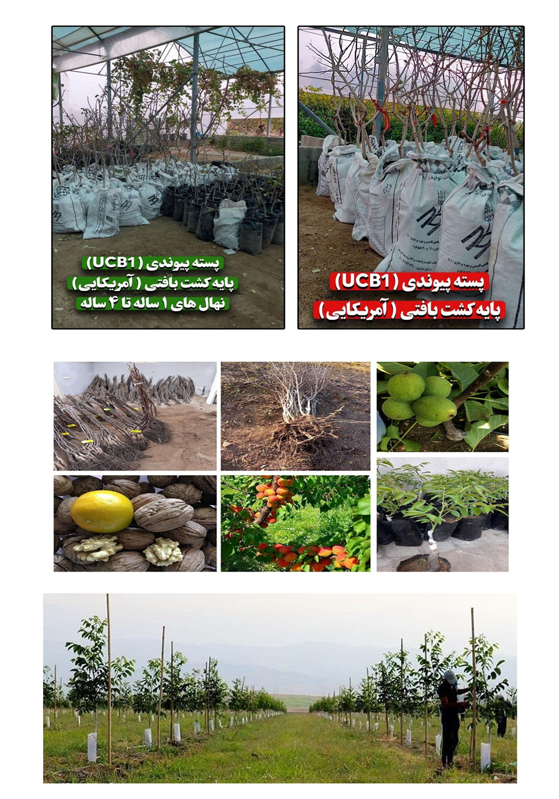 امتیاز خرید بدون واسطه نهال از یک شرکت معتبر