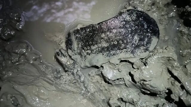 قدیمیترین کفشهای دنیا + عکس