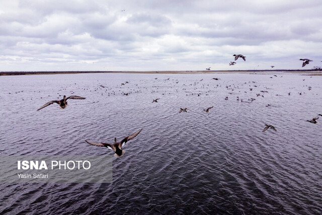 پارک ملی بوجاق کیاشهر؛ بهشت پرندگان مهاجر