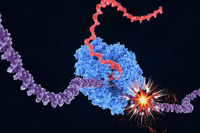 چرا پیر میشویم؟