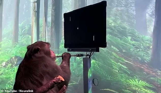 ایلان ماسک میگوید اولین دریافتکننده تراشه نورالینک ماوس را با فکر کنترل میکند