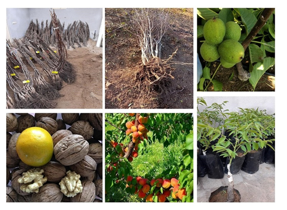 چگونه می توان نهال گردو را با قیمتی پایینتر از اتحادیه خرید