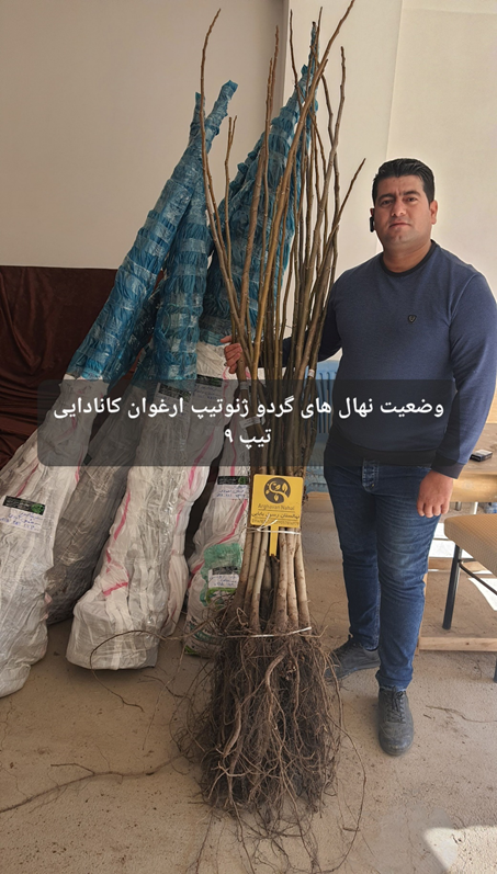 چگونه می توان نهال گردو را با قیمتی پایینتر از اتحادیه خرید