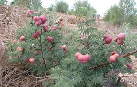 گیاهی برای درمان بیماری‌های قلبی از دل کوهستان‌های ایلام