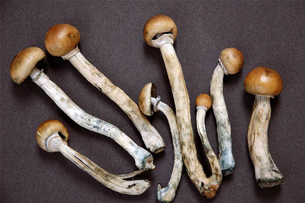 عکس تزئینی است کشف ۸ کیلوگرم قارچ جادویی در شرق تهران/ مجیک ماشروم چیست؟