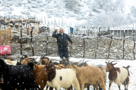 بارش برف سوادکوه مازندران