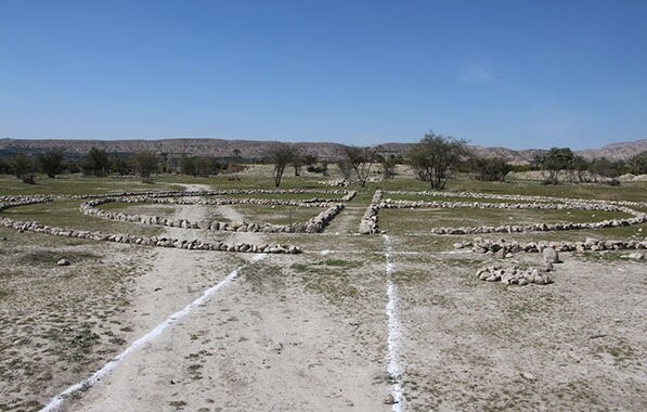 تهدید یک میراث جهانی با کاشت گل نرگس!