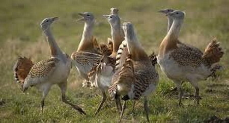 واردات تخم پرنده میش مرغ به آذربایجانغربی واردات تخم پرنده میش مرغ به آذربایجانغربی