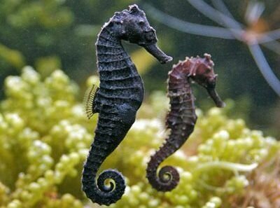 اسب دریایی دانستنیهای دریایی؛ از ماهی رفنگر تا بارداری اسب دریایی نر