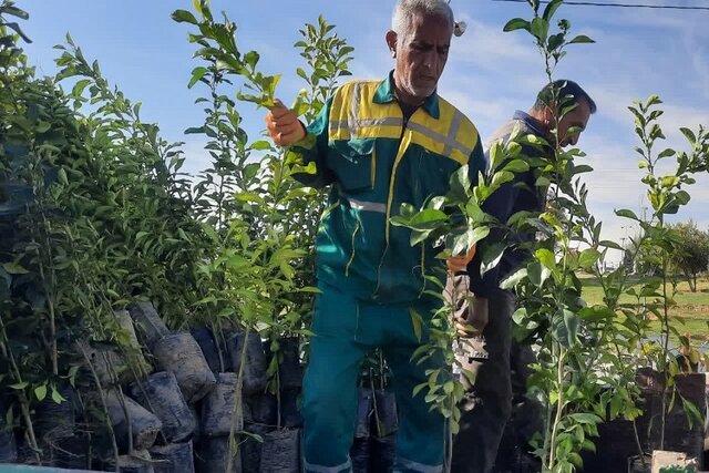 پیوند زدن درختکاری با منطق اقتصاد آب/ سبزاندیشی در اقلیم عطشناک