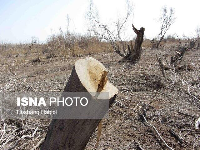 گزارشی از قاچاق و قطع تاغ‌ها در روز درختکاری در سمنان