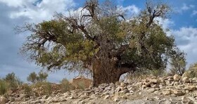 ۷۰ درخت کهنسال فارس رتبه ملی دارند
