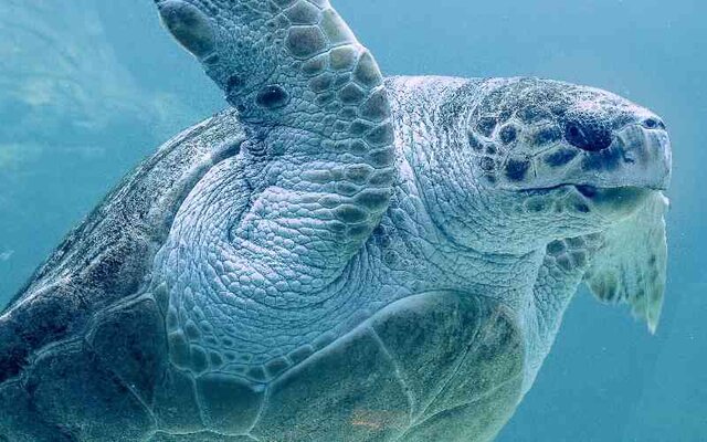 آغاز تخم گذاری لاک‌پشت‌های سبز در سواحل سیستان و بلوچستان