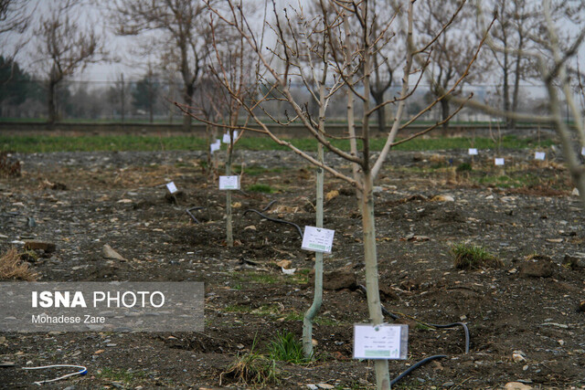 عکس تزئینی است درختکاری با سلامت روحی و جسمی ما در ارتباط است