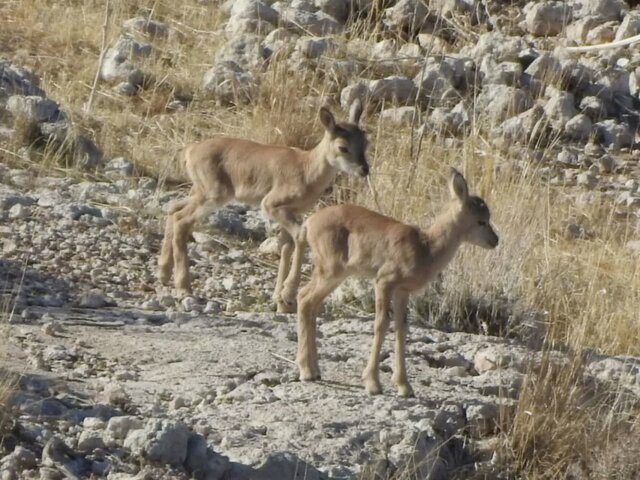 محیط زیست در فصل زایش حیاتوحش به مراقبت بیشتری نیاز دارد  محیط زیست در فصل زایش حیاتوحش به مراقبت بیشتری نیاز دارد