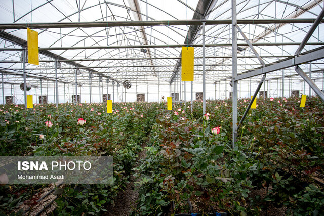 پیگیری احداث شهر گلخانه ای در شهر حمیدیه پیگیری احداث شهر گلخانه ای در شهر حمیدیه