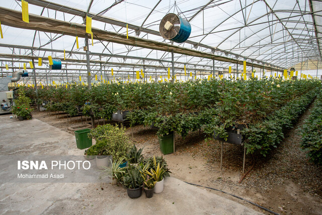 ردیابی مگس میوه در ۱۰۰ هکتار از باغات محمودآباد