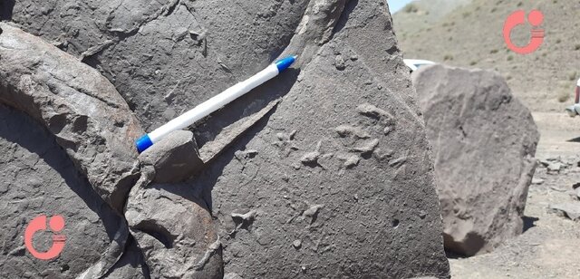 کشف ردپای پرندگان در رسوبات ۳۳ میلیون ساله قم