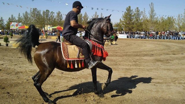  رفسنجان میزبان شو سواره اسبان اصیل ایران