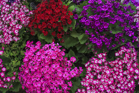 برپایی نمایشگاه گل و گیاه لاهیجان در آستانه بهار