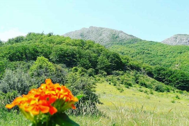 «درکش و هاور» سرزمین جنگلهای سبز بلوط در خراسان شمالی