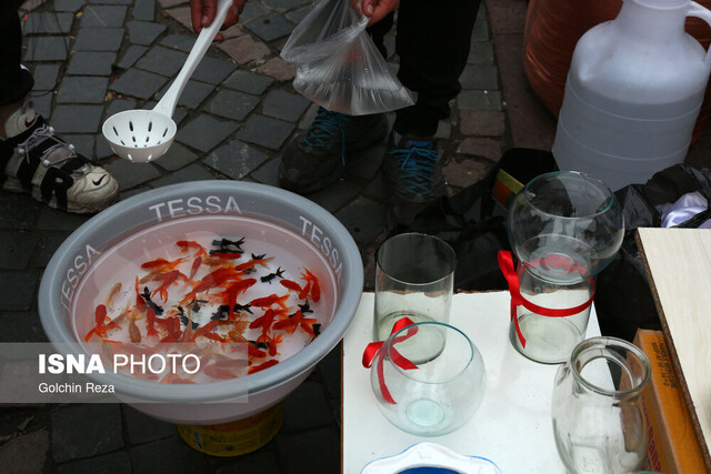 ماهی قرمز سفره هفتسین، تهدیدی برای سلامتی