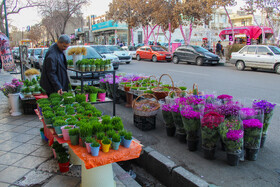 فروش گل در سطح شهر زنجان