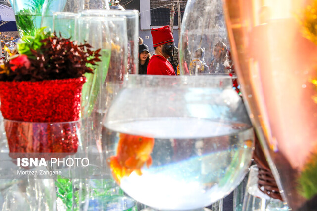 ماهی قرمز سفره هفتسین، تهدیدی برای سلامتی