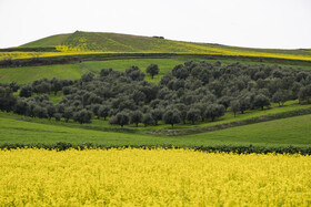 مزارع کشت کلزا در استان گلستان