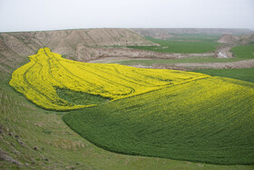 مزارع کشت کلزا در استان گلستان