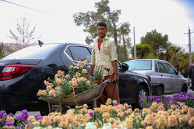 بازار گل و گیاه در آستانه سال نو - شیراز