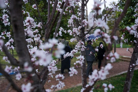 شکوفه های بهاری در شیراز