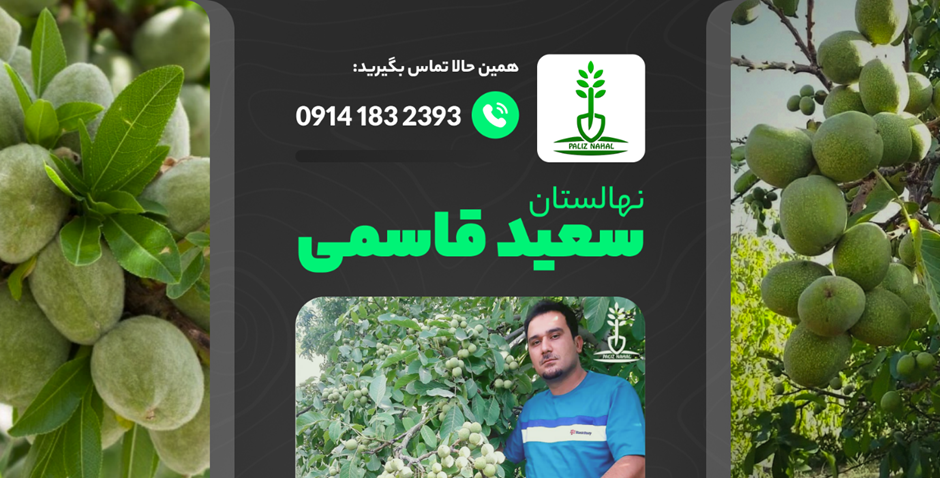 خرید نهال لیبل دار «۲۹ هزار تومان» از نهالستان های مورد تایید جهاد کشاورزی